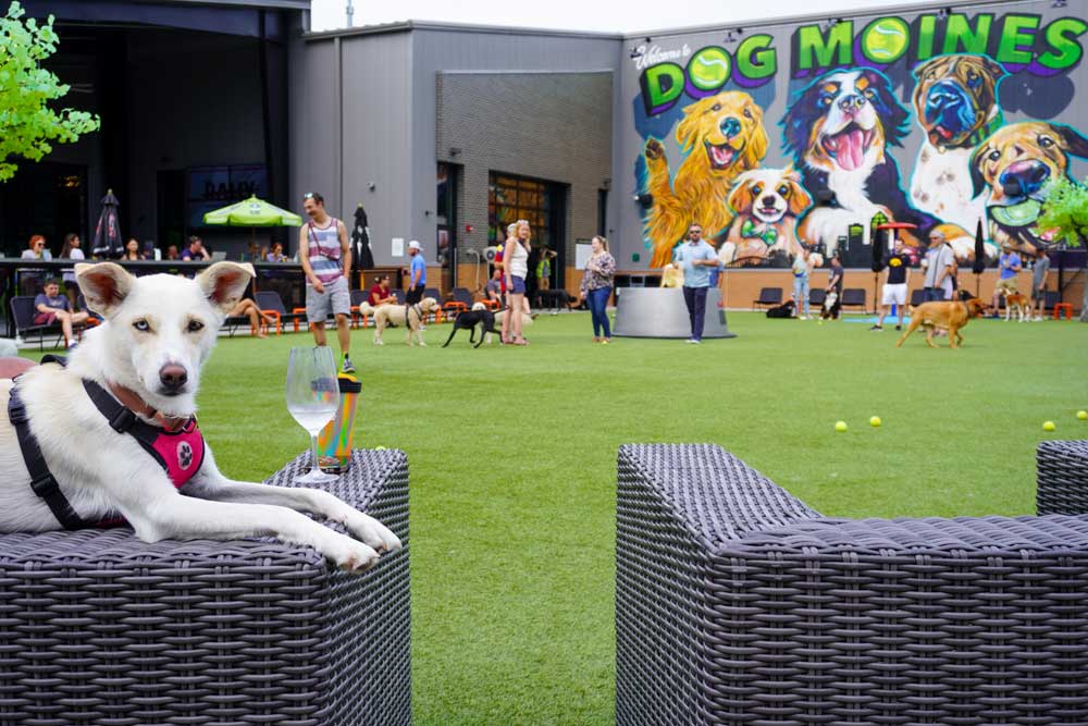 Paws & Pints dogs on the patio