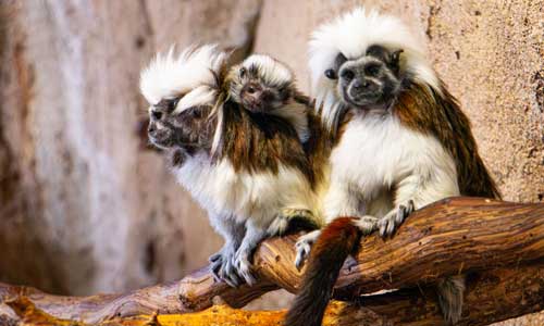 Blanca with other monkeys