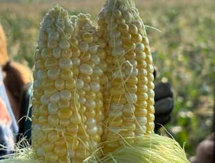 sweet corn