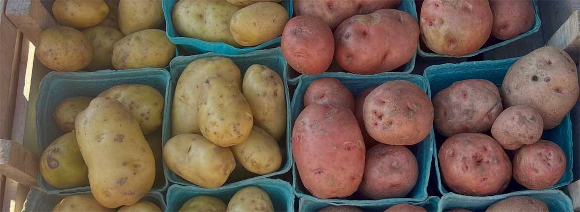 yellow and red potatoes