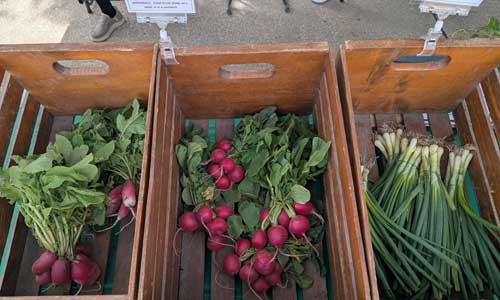 Adel Farmers' Market vegetables