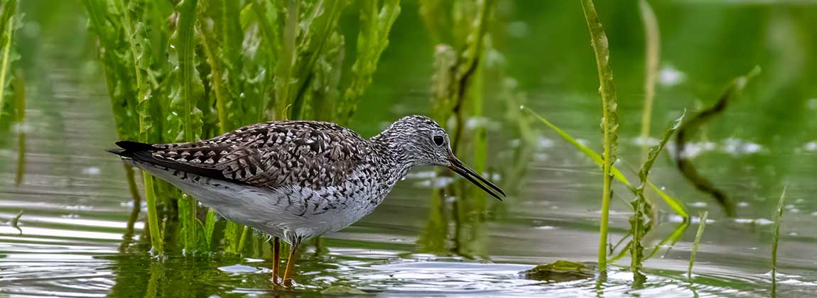 bird in water
