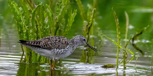 bird in water