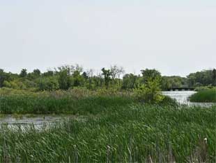 Brenton Slough wetlands