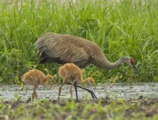wildlife at Brenton Slough
