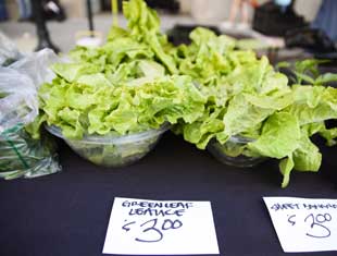 lettuce for sale at the Downtown Farmers' Market