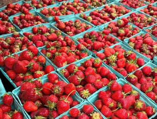 strawberries at the Downtown Farmers' Market