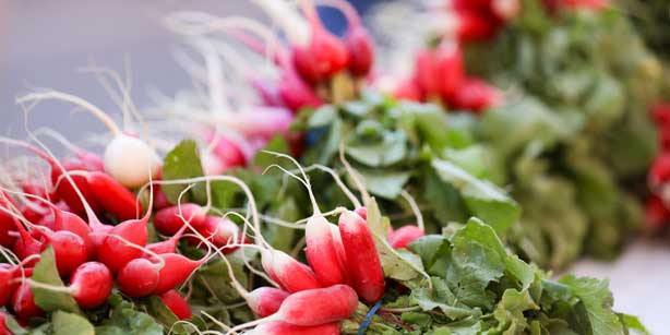 bundles of radishes