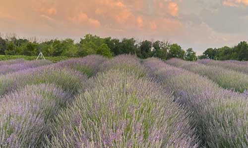 PepperHarrow Lavender Festival