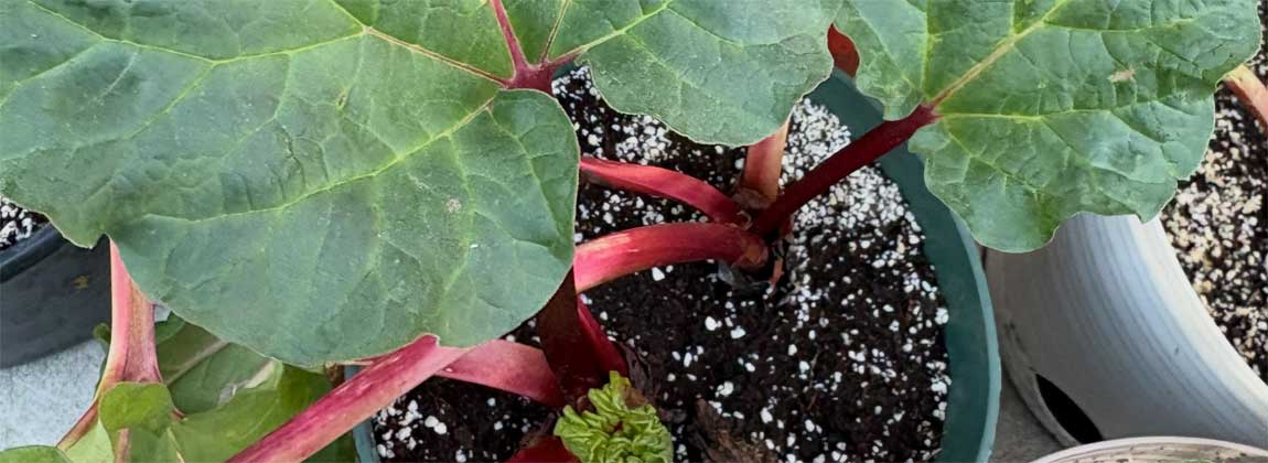 rhubarb plant