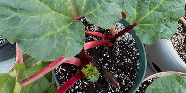 rhubarb plant