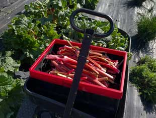 rhubarb pies