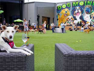dog relaxing in front of dog mural