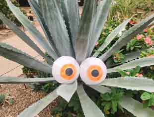Halloween eyes on cacti