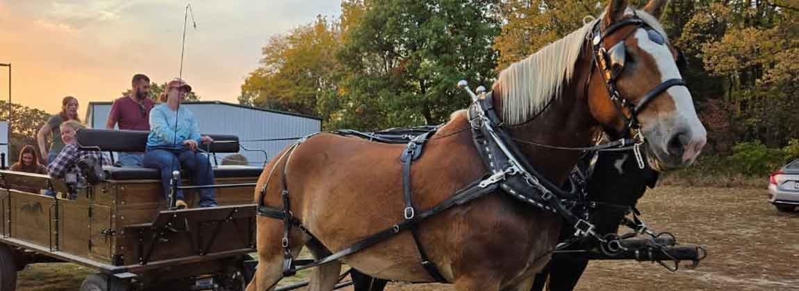 wagon ride with draft horses
