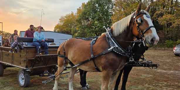 wagon ride with draft horses