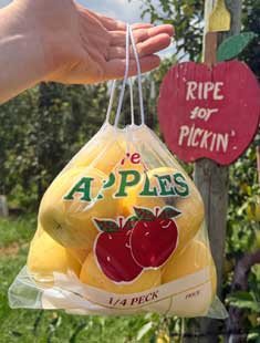 a bag of yellow apples