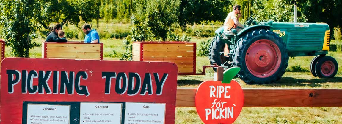 You Pick Apples