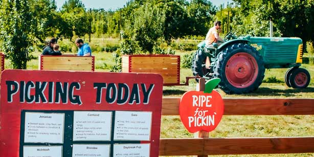 You Pick Apples